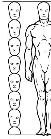 Featured image of post How To Draw Male Body Proportions : Or maybe your torso seems too short.